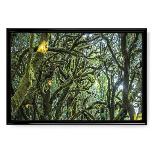 Wald im Nationalpark Garajonay Wald im Nationalpark Garajonay