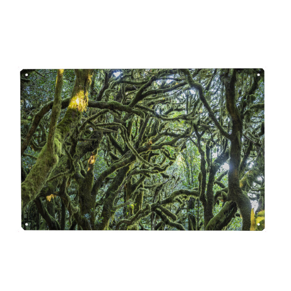 Holzbild "Wald im Nationalpark Garajonay" artboxONE - Natur - La gomera,Kanarische inseln,Spanien,Nationalpark garajonay,Unesco,Wald,Urwald