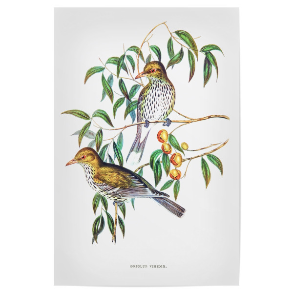 Poster "Neusüdwales Pirol" artboxONE - Natur,Reise,Tiere,Reise / Länder,Für Mama