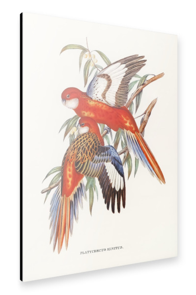 Alu-Dibond "Feuriger Sittich" 30x20 cm artboxONE