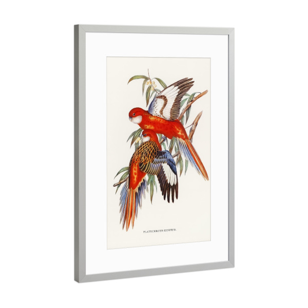 Poster mit Rahmen Silber "Feuriger Sittich" artboxONE - Natur,Reise,Tiere,Reise / Länder