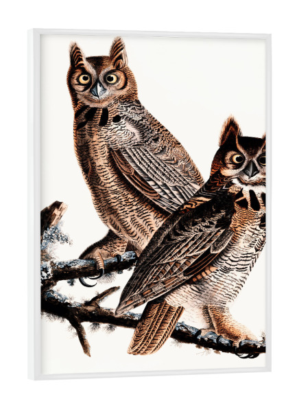 Poster mit weißem Rahmen "Große, ehrenwerte Eule" artboxONE - Natur,Reise,Tiere,Für Mama,Für Papa