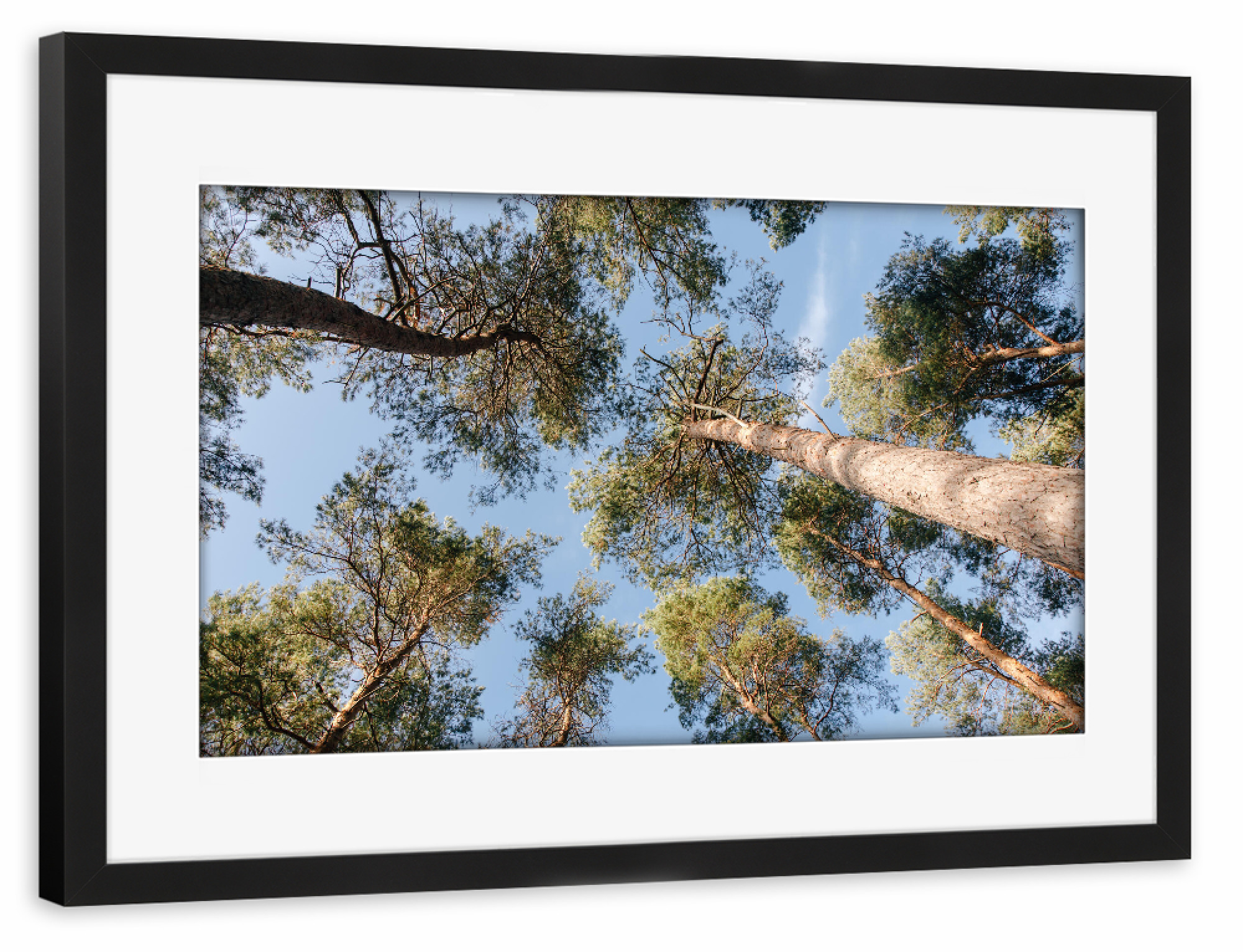 Poster mit Rahmen schwarz "Hoch hinauf" artboxONE - Natur - Baum,Bäume,Himmel,Wald,Hoch,Stamm,Natur,Blick,Baumwipfel,Perspektive