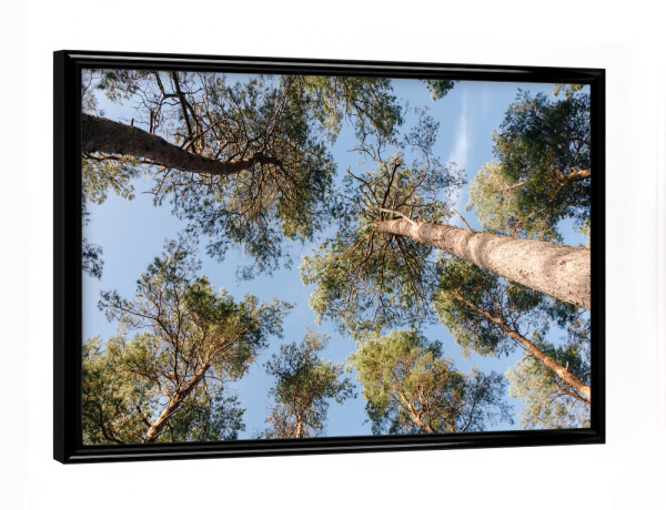 Poster mit schwarzem Rahmen "Hoch hinauf" artboxONE - Natur - Baum,Bäume,Himmel,Wald,Hoch,Stamm,Natur,Blick,Baumwipfel,Perspektive