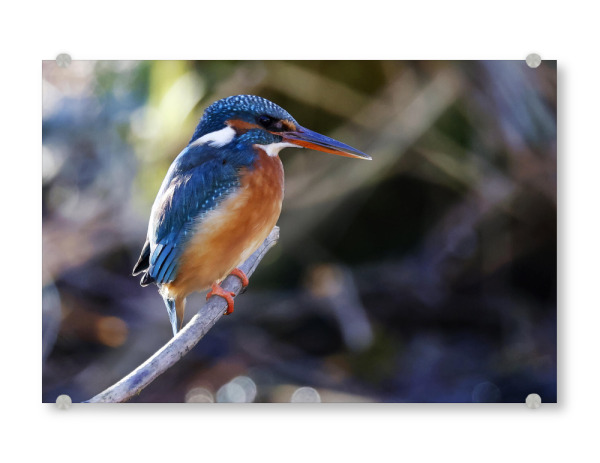 Acrylglasbild "Eisvogelweibchen am Ansitz" artboxONE - Tiere - Eisvogel,Vogel,Tiere,Natur,Bunt