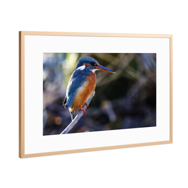 Poster mit Rahmen Kupfer "Eisvogelweibchen am Ansitz" artboxONE - Tiere - Eisvogel,Vogel,Tiere,Natur,Bunt