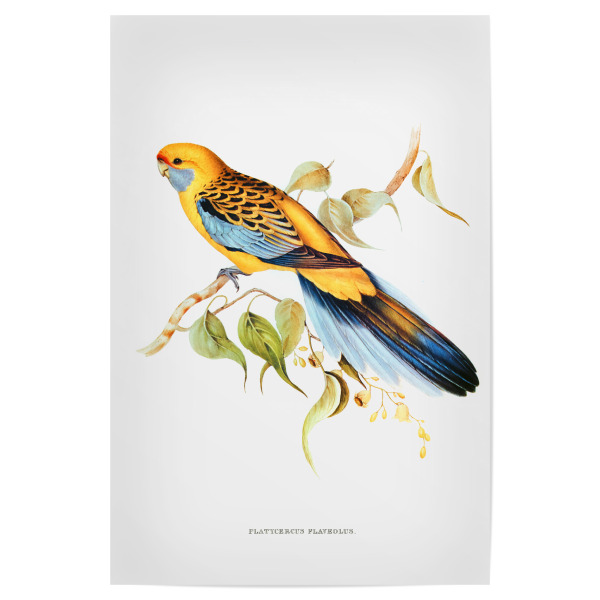 Poster 30x20 cm "Gelbbürzelsittich" artboxONE - Natur,Reise,Für Kinder,Tiere
