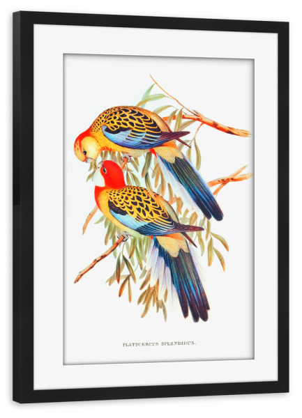 Poster mit Rahmen schwarz "Prächtiger Sittich" artboxONE - Natur,Reise,Für Kinder,Tiere