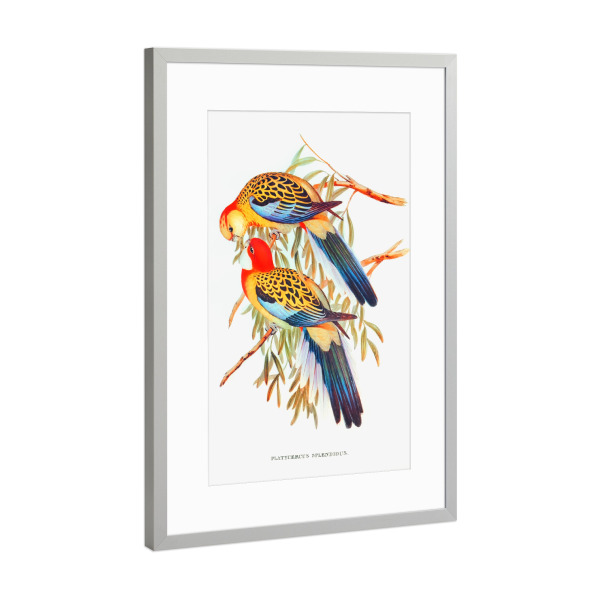 Poster mit Rahmen Silber "Prächtiger Sittich" artboxONE - Natur,Reise,Für Kinder,Tiere