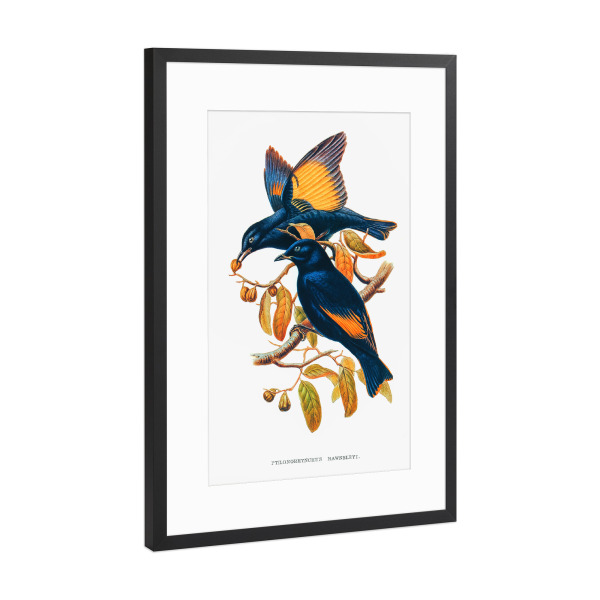 Poster mit Rahmen Schwarz (Metallic) "Rawnsleys Laubenvogel" artboxONE - Natur,Reise,Tiere,Reise / Länder