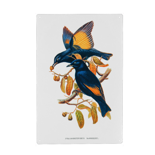 Holzbild "Rawnsleys Laubenvogel" artboxONE - Natur,Reise,Tiere,Reise / Länder