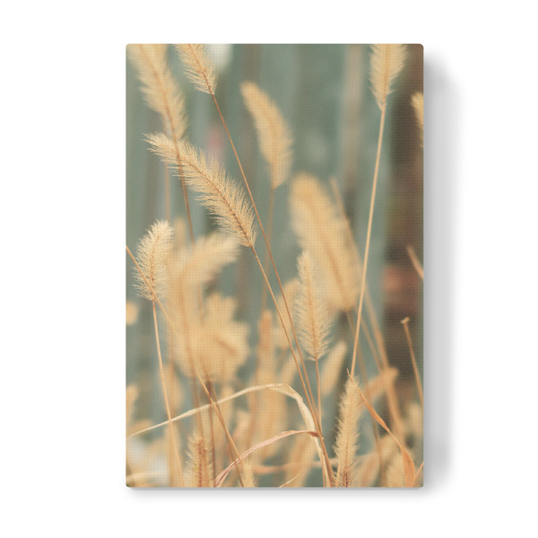 Leinwandbild "Beige Pampasgräser" artboxONE - Natur,Floral - Beige,Pampasgrass,Natur,Nahaufnahme,Botanisch,Floral