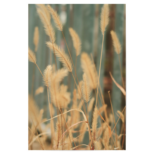 Beige Pampasgräser