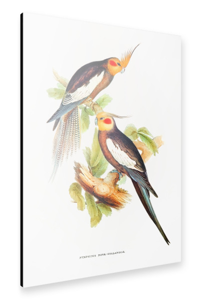 Alu-Dibond "Kakadusittich" 30x20 cm artboxONE