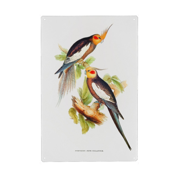 Metall Poster "Kakadusittich" artboxONE - Natur,Für Kinder,Tiere