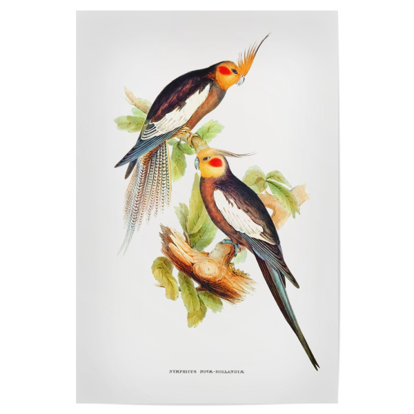 Poster "Kakadusittich" artboxONE - Natur,Für Kinder,Tiere