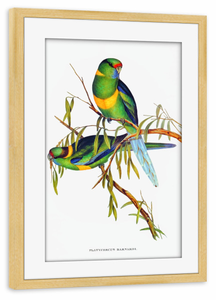 Poster mit Rahmen kiefer "Barnardsittich" artboxONE - Natur,Reise,Für Kinder,Tiere