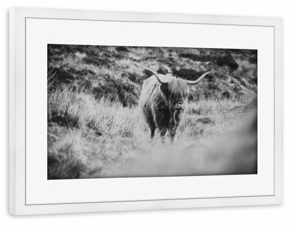Poster mit Rahmen weiß "Ein schottisches Hochlandrind" artboxONE - Natur,Tiere,Schwarzweiß,Reise / Länder