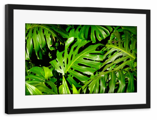 Poster mit Rahmen schwarz "Palmendickicht" artboxONE - Floral - Monstera,Palmen,Lilien,Blätter,Botanik,Floral,Grün,Exotisch,Leaf,Leaves