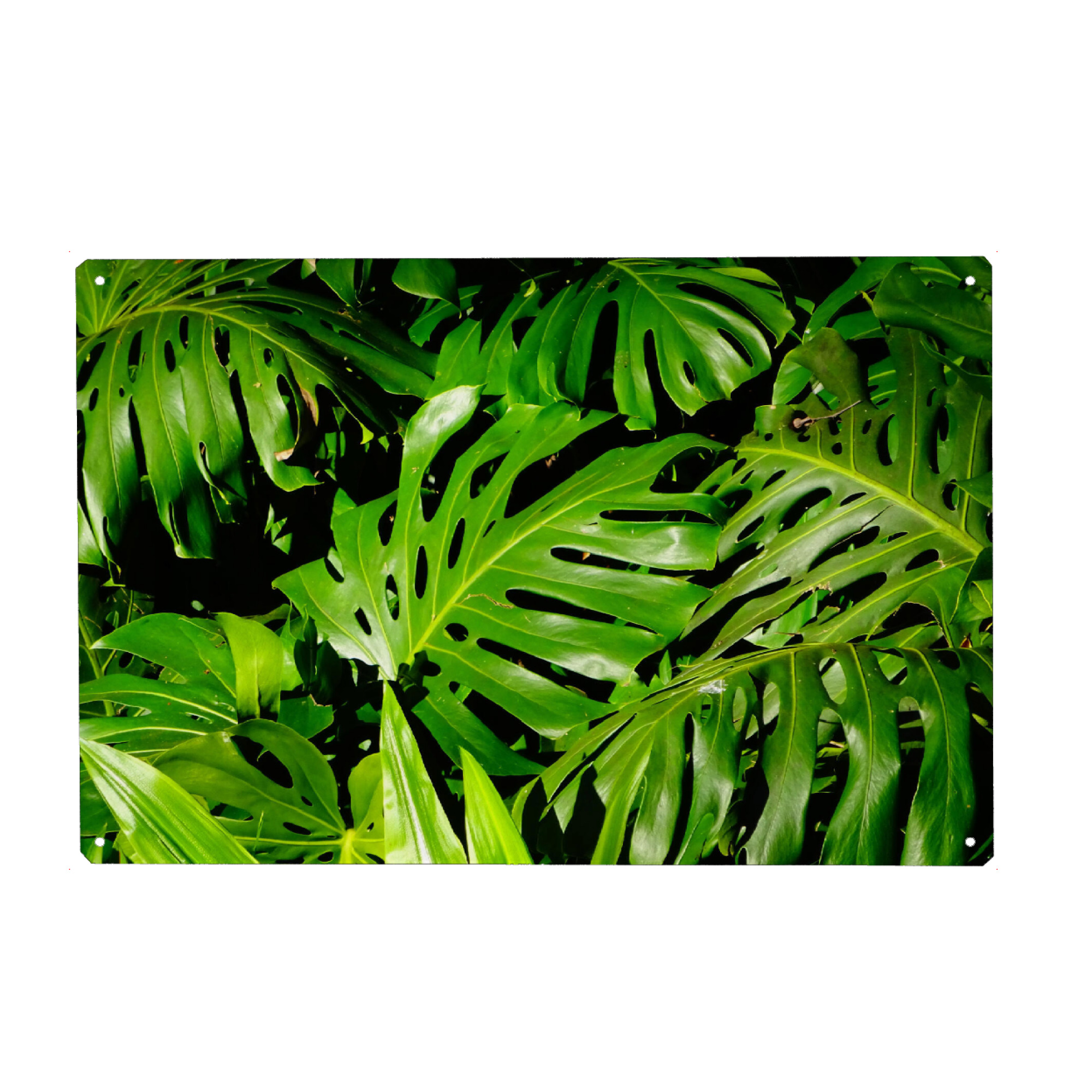 Metall Poster "Palmendickicht" artboxONE - Floral - Monstera,Palmen,Lilien,Blätter,Botanik,Floral,Grün,Exotisch,Leaf,Leaves - Blechschild
