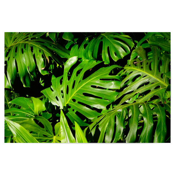 Poster 30x20 cm "Palmendickicht" artboxONE - Floral - Monstera,Palmen,Lilien,Blätter,Botanik,Floral,Grün,Exotisch,Leaf,Leaves