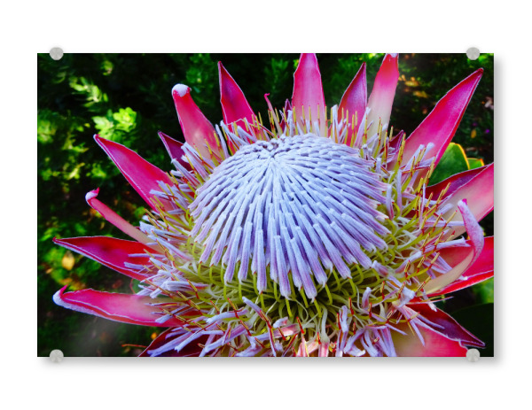 Acrylglasbild "Eine Proteenblüte" artboxONE - Natur,Floral,Für Mama - Blume,Protea,Königprotea,Muttertag,Flora,Floral,Blumen,Extotisch,Südafrika