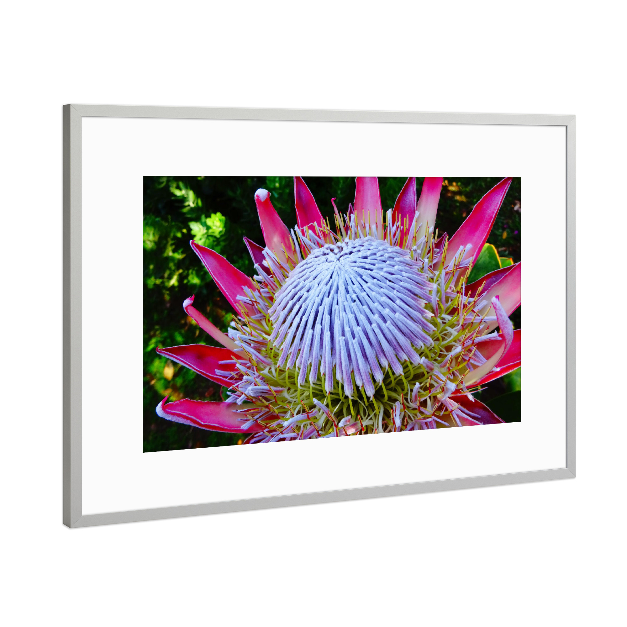 Poster mit Rahmen Silber "Eine Proteenblüte" artboxONE - Natur,Floral,Für Mama