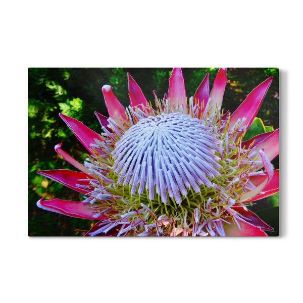 Galerie-Print "Eine Proteenblüte" 30x20 cm artboxONE