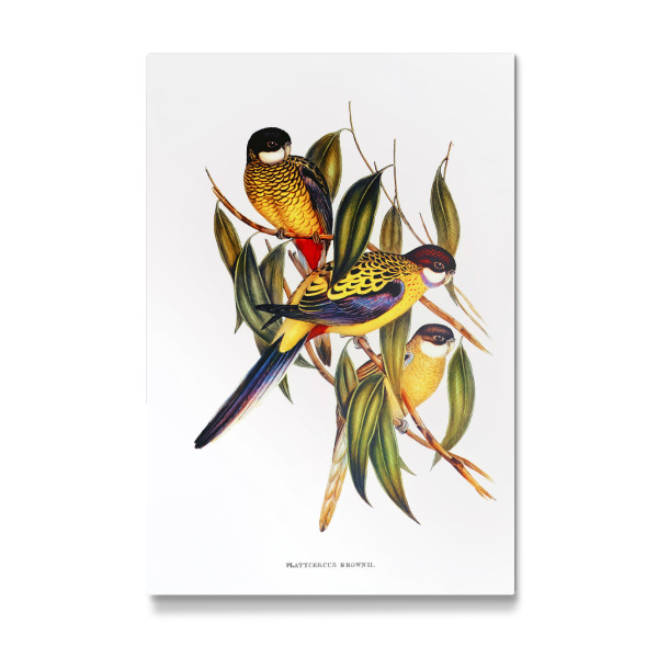 Galerie-Print "Braunsittich" 30x20 cm artboxONE