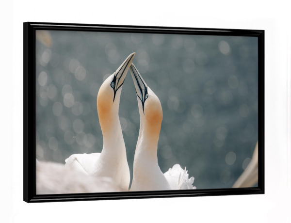 Poster mit schwarzem Rahmen "Basstölpelpaar" artboxONE - Natur,Reise,Tiere - Basstölpel,Vogel,Vögel,Helgoland,Tier,Tiere,Meer,Nordsee,Wildnis,Reise