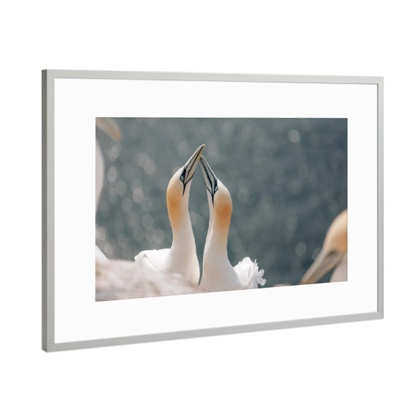 Poster mit Rahmen Silber "Basstölpelpaar" artboxONE - Natur,Reise,Tiere - Basstölpel,Vogel,Vögel,Helgoland,Tier,Tiere,Meer,Nordsee,Wildnis,Reise
