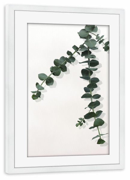 Poster mit Rahmen weiß "Eukalyptuszweige" artboxONE - Natur,Floral - Eukalyptus,Eukalyptusblätter,Minimalistisch,Natur,Floral,Pflanze,Botanisch