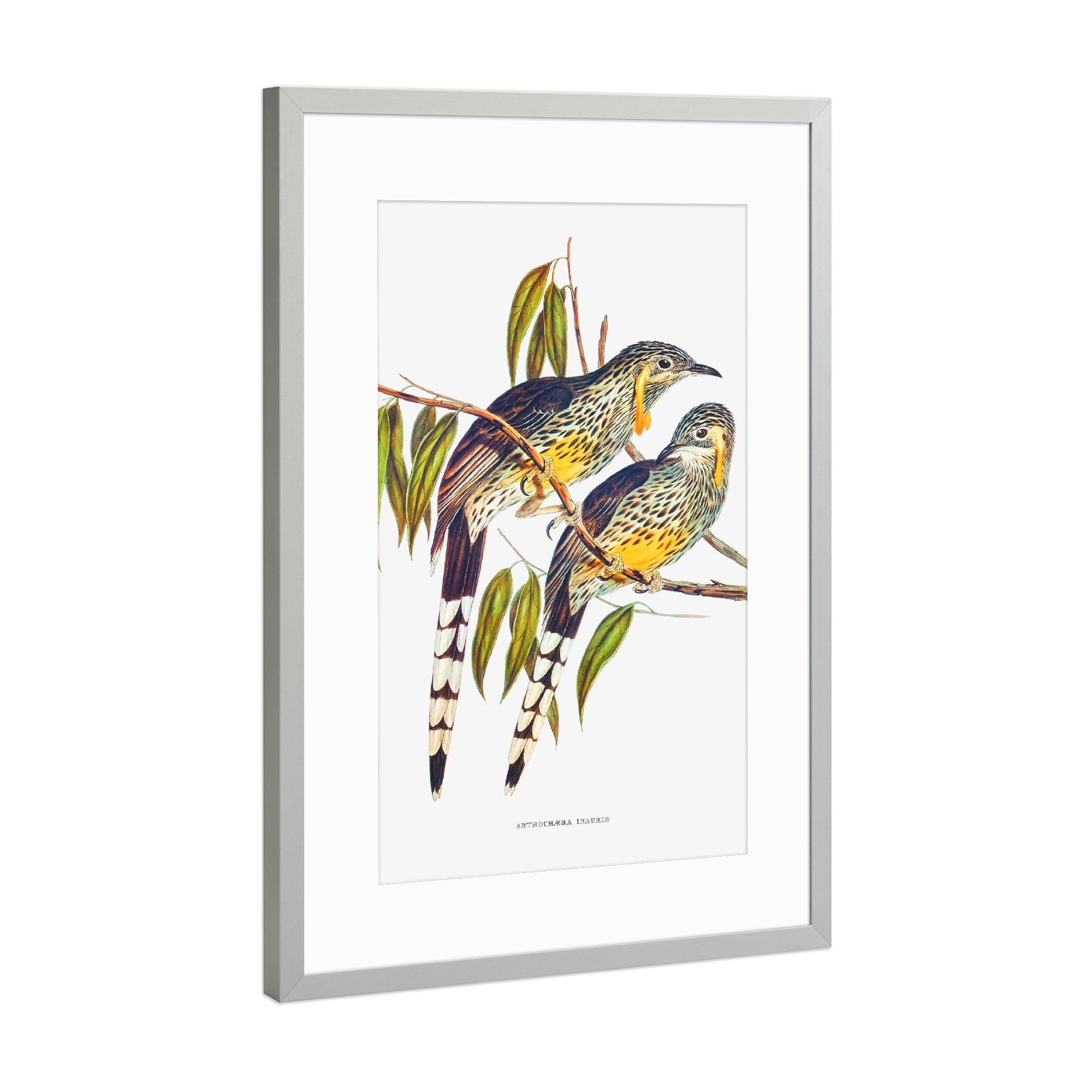 Poster mit Rahmen Silber "Großer Wattled-Honigfresser" artboxONE - Natur,Reise,Für Kinder,Tiere,Reise / Länder