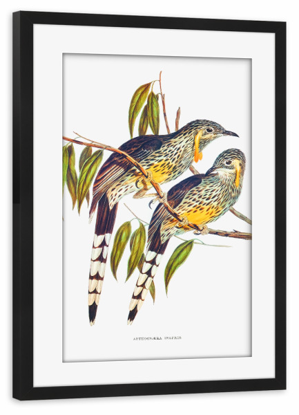 Poster mit Rahmen schwarz "Großer Wattled-Honigfresser" artboxONE - Natur,Reise,Für Kinder,Tiere,Reise / Länder