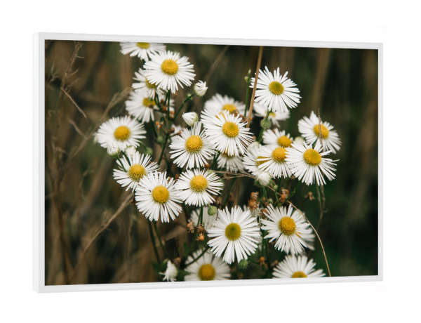 Poster mit weißem Rahmen "Margeriten" artboxONE - Natur,Floral - Margerite,Blume,Blüte,Wiese,Natur,Bluehen,Gras,Natürlich,Schönheit