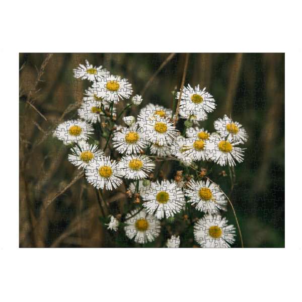 Puzzle Ravensburger "Margeriten" artboxONE - Natur,Floral - Margerite,Blume,Blüte,Wiese,Natur,Bluehen,Gras,Natürlich,Schönheit - Bild margerite
