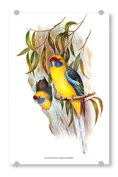 Acrylglasbild "Yellow-bellied Parakeet" artboxONE - Natur,Reise,Für Kinder,Tiere