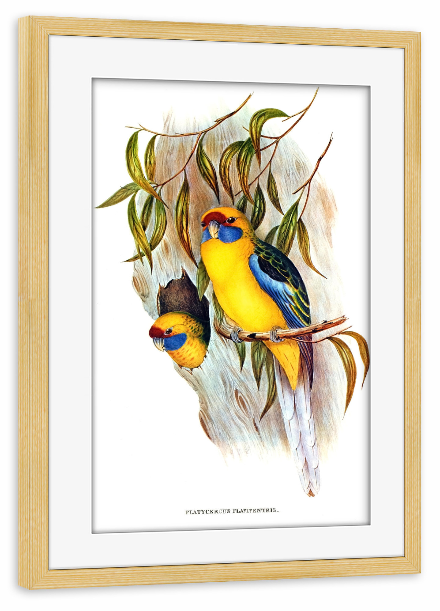 Poster mit Rahmen kiefer "Yellow-bellied Parakeet" artboxONE - Natur,Reise,Für Kinder,Tiere