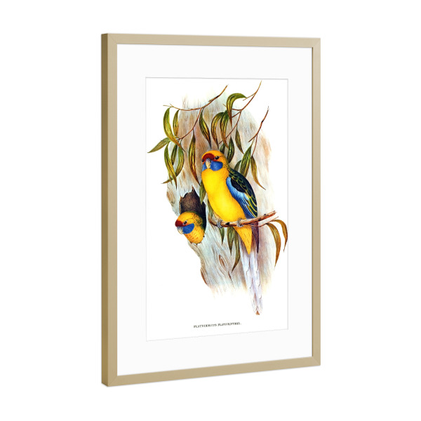 Poster mit Rahmen Gold "Yellow-bellied Parakeet" artboxONE - Natur,Reise,Für Kinder,Tiere