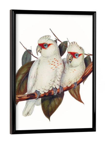 Poster mit schwarzem Rahmen "Langschnabelkakadu" artboxONE - Natur,Reise,Für Kinder,Tiere