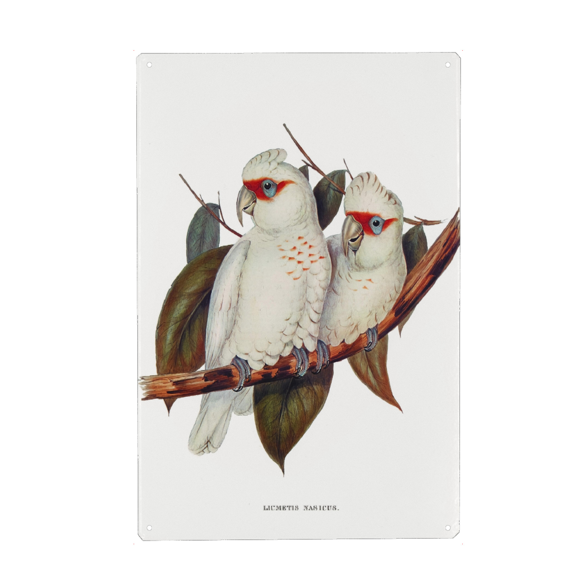 Holzbild "Langschnabelkakadu" artboxONE - Natur,Reise,Für Kinder,Tiere