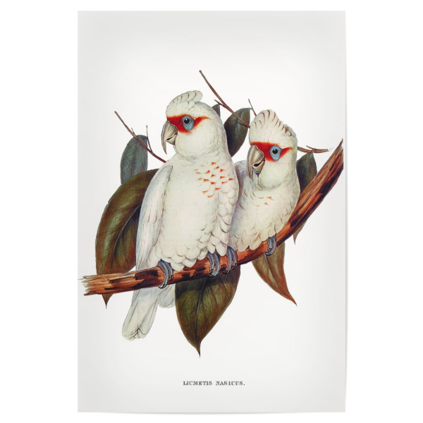 Poster 30x20 cm "Langschnabelkakadu" artboxONE - Natur,Reise,Für Kinder,Tiere