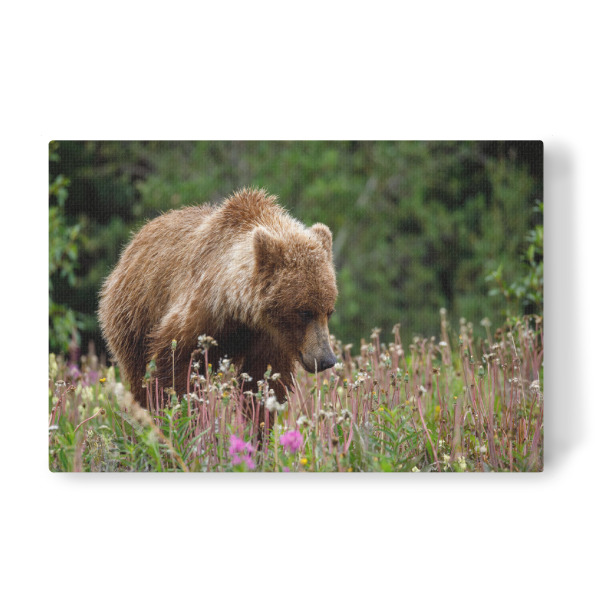 Leinwandbild "Wilde Grizzlybären" artboxONE - Natur,Tiere - Bär,Grizzly,Braunbär,Grizzlybär,Kanada,Alaska,Wildlife,Teddybär