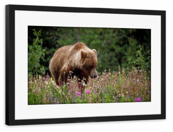 Poster mit Rahmen schwarz "Wilde Grizzlybären" artboxONE - Natur,Tiere - Bär,Grizzly,Braunbär,Grizzlybär,Kanada,Alaska,Wildlife,Teddybär