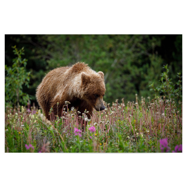 Poster 30x20 cm "Wilde Grizzlybären" artboxONE - Natur,Tiere - Bär,Grizzly,Braunbär,Grizzlybär,Kanada,Alaska,Wildlife,Teddybär