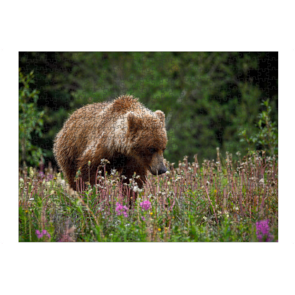 Puzzle Ravensburger "Wilde Grizzlybären" artboxONE - Natur,Tiere - Bär,Grizzly,Braunbär,Grizzlybär,Kanada,Alaska,Wildlife,Teddybär - Bild bär