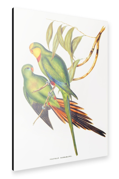 Alu-Dibond "Schwarzschwanzsittich" 30x20 cm artboxONE