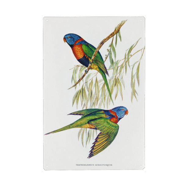 Metall Poster "Rothalslori" artboxONE - Natur,Reise,Für Kinder,Tiere