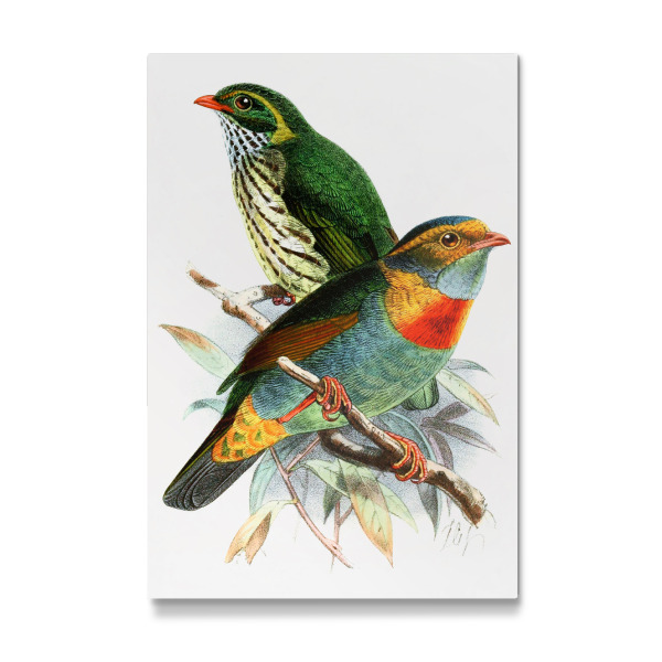 Galerie-Print "Pipreola Whitelyi" 30x20 cm artboxONE