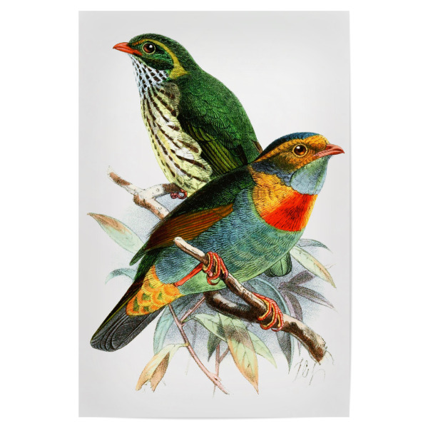 Poster "Pipreola Whitelyi" artboxONE - Natur,Floral,Für Kinder,Tiere
